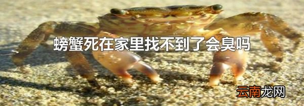 螃蟹死在家里找不到了会臭吗