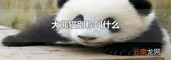 大熊猫别称叫什么