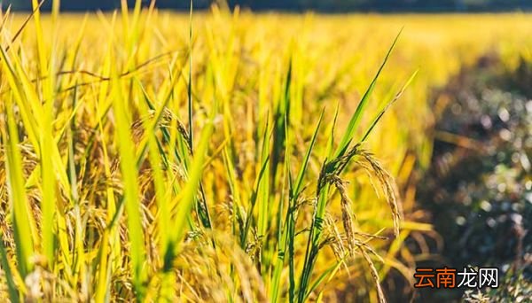 芒种是几月几日 2020年芒种是什么时候