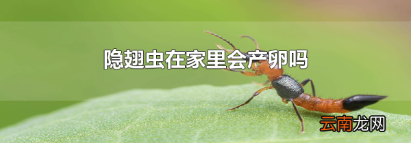 隐翅虫在家里会产卵吗