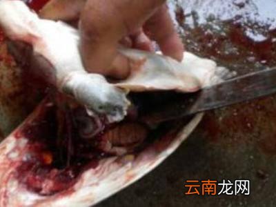 水鱼怎么杀