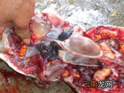 水鱼怎么杀