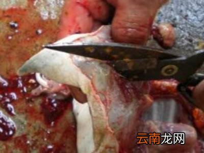 水鱼怎么杀
