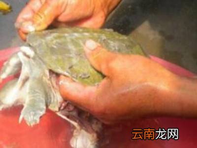 水鱼怎么杀