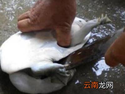 水鱼怎么杀