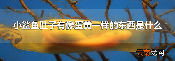 小鲨鱼肚子有像蛋黄一样的东西是什么