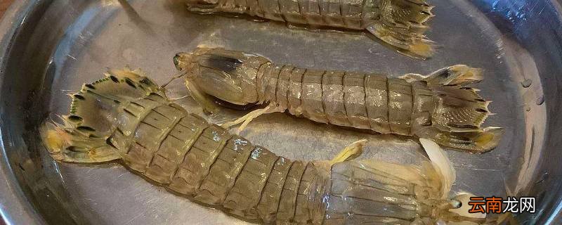 皮皮虾能放几天