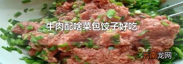 牛肉配啥菜包饺子好吃