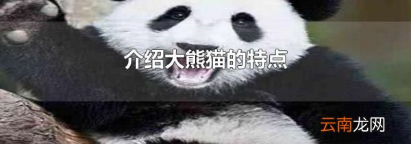 介绍大熊猫的特点