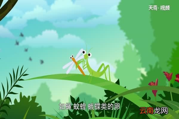 螳螂是益虫还是害虫螳螂是益虫吗