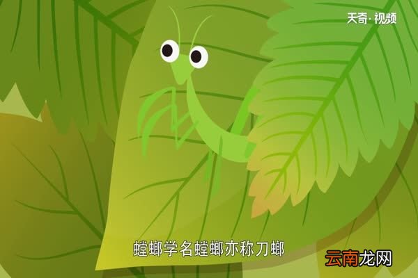 螳螂是益虫还是害虫螳螂是益虫吗