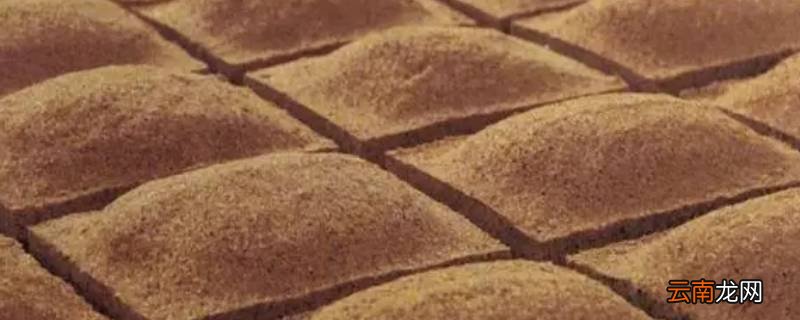 酱曲是什么
