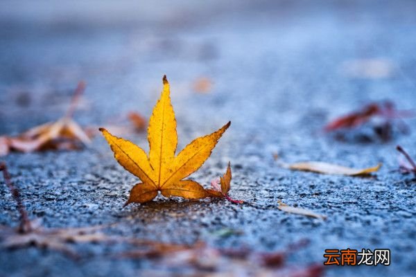 安有完卵前一句是什么覆巢之下无完卵同义词