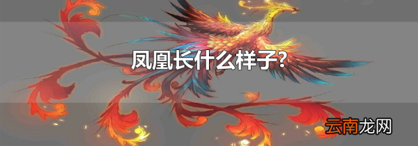 凤凰长什么样子?