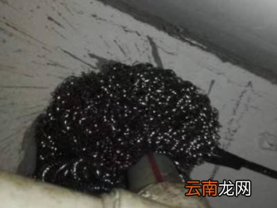 房顶隔层有老鼠怎么办