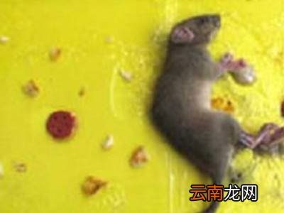 房顶隔层有老鼠怎么办