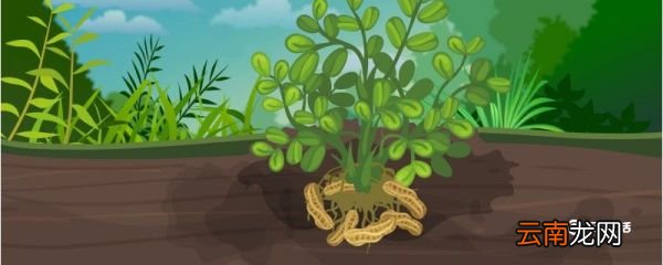 带壳花生煮多久才能熟 带壳花生煮多久时间才能熟
