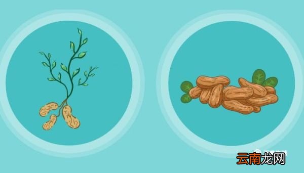 带壳花生煮多久才能熟 带壳花生煮多久时间才能熟
