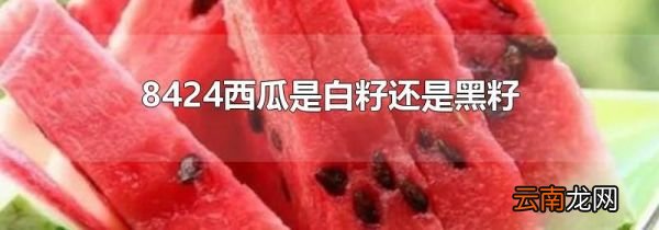 8424西瓜是白籽还是黑籽