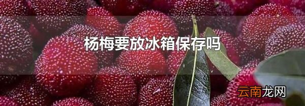 杨梅要放冰箱保存吗