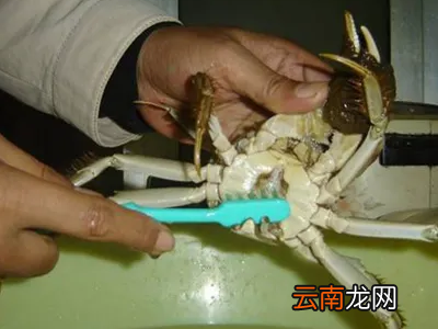 螃蟹怎么解冻