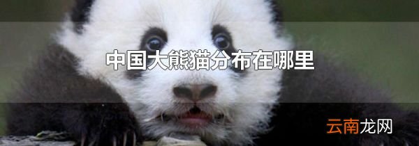 中国大熊猫分布在哪里
