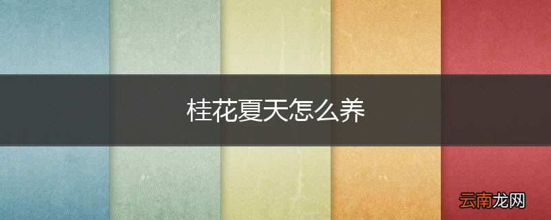 桂花夏天怎么养