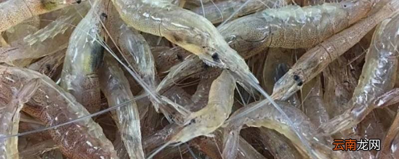 小白虾怎么保存才新鲜
