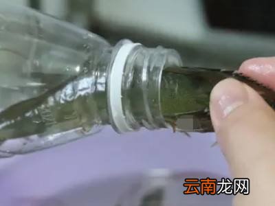 小白虾怎么保存才新鲜
