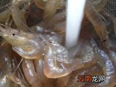 小白虾怎么保存才新鲜