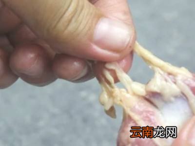 鸡胗怎么洗才能干净