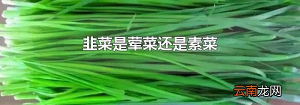 韭菜是荤菜还是素菜