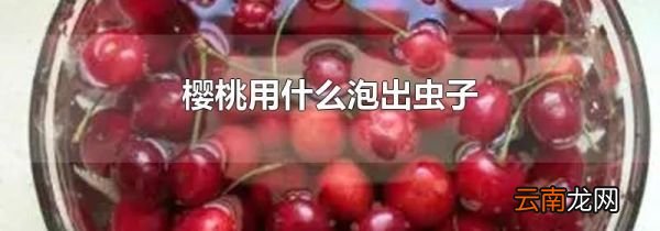 樱桃用什么泡出虫子