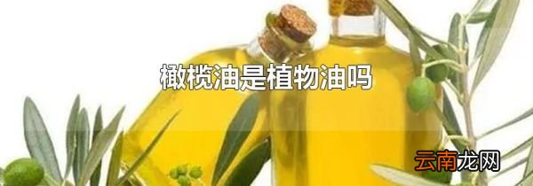 橄榄油是植物油吗
