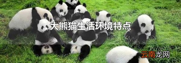 大熊猫生活环境特点