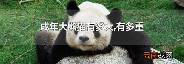 成年大熊猫有多大,有多重
