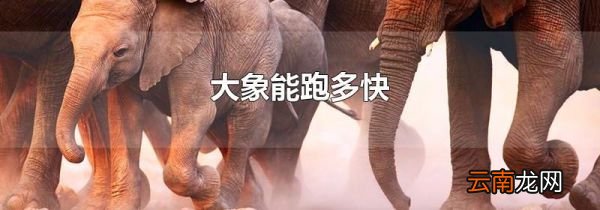 大象能跑多快