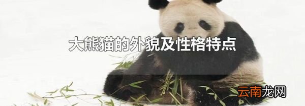 大熊猫的外貌及性格特点