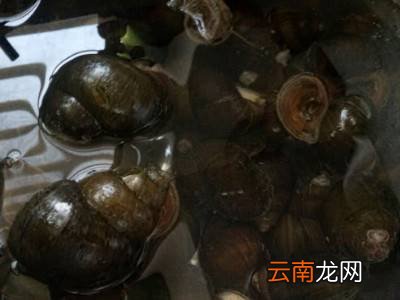 猫眼螺怎么保存新鲜
