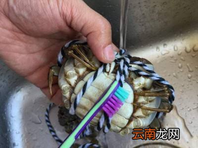 带绳的大闸蟹怎么清洗