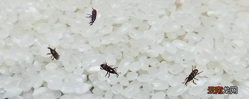大米有小黑虫子怎么办