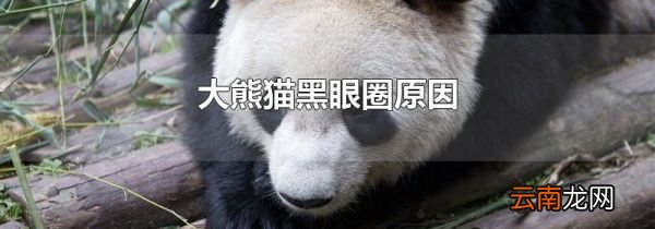 大熊猫黑眼圈原因