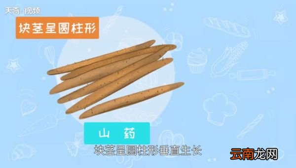 山药是什么山药是什么东西