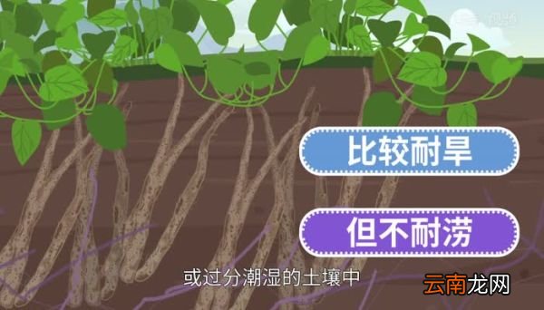 山药是什么山药是什么东西