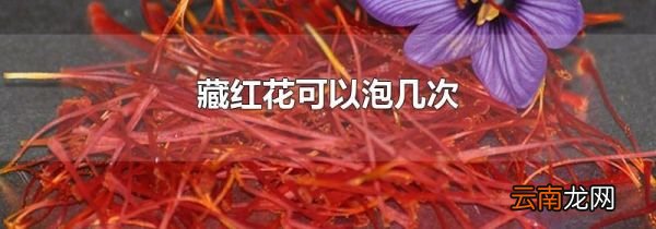 藏红花可以泡几次