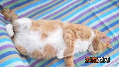 猫怀孕必须要注意六个事项