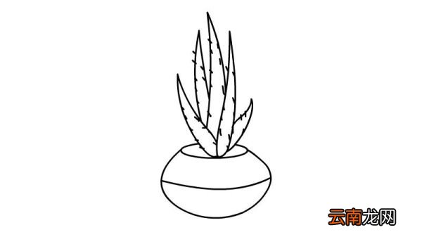 芦荟简笔画