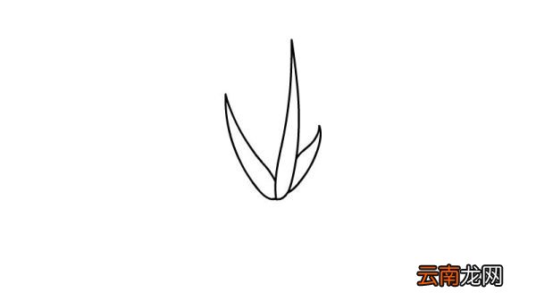 芦荟简笔画