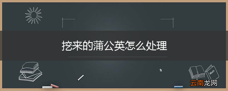 挖来的蒲公英怎么处理