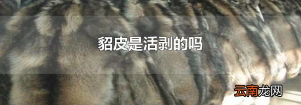 貂皮是活剥的吗
